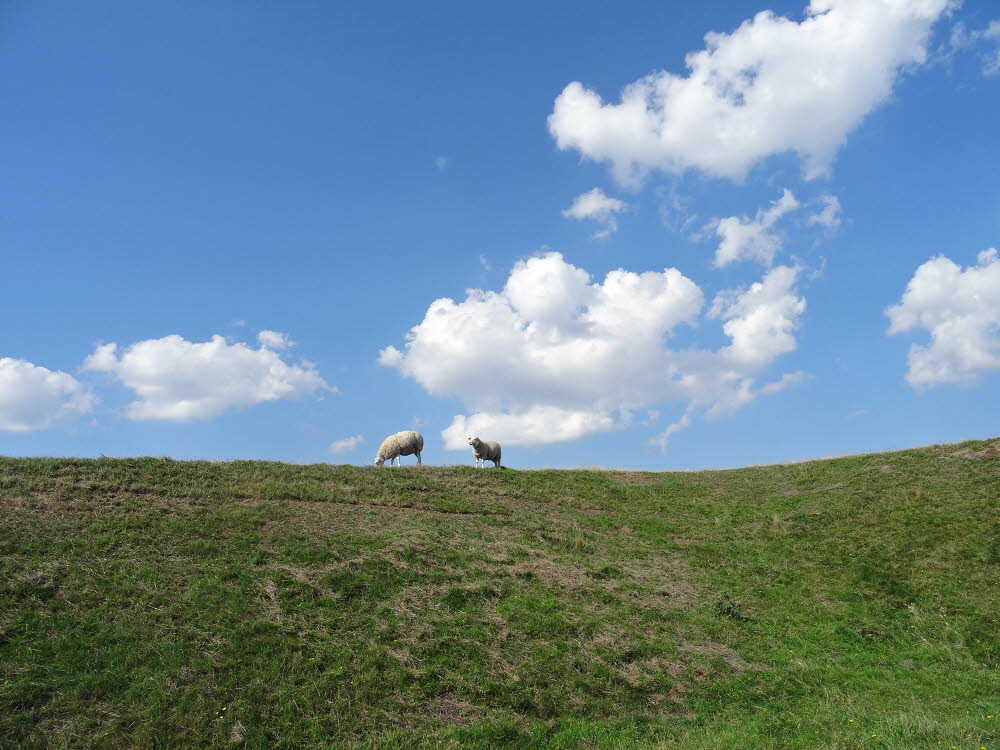 Aeusserer Deich auf Mandoe 04