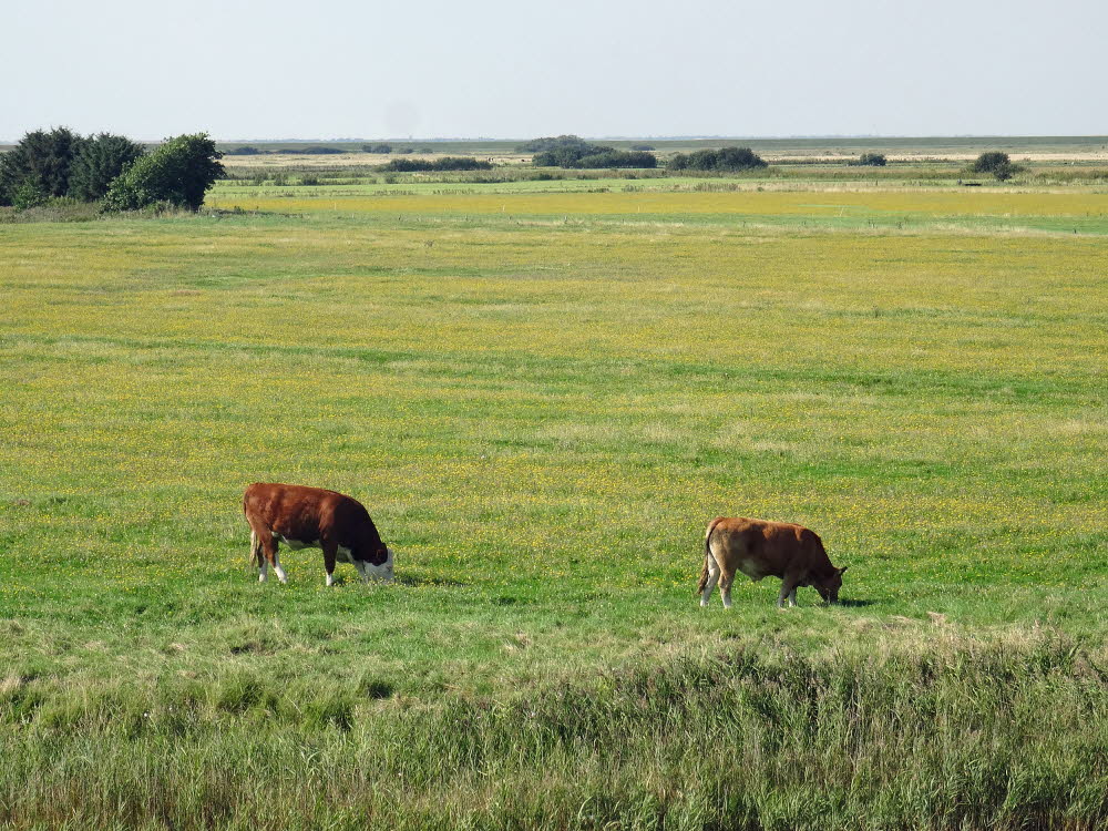 Landschaft auf Mandoe 02