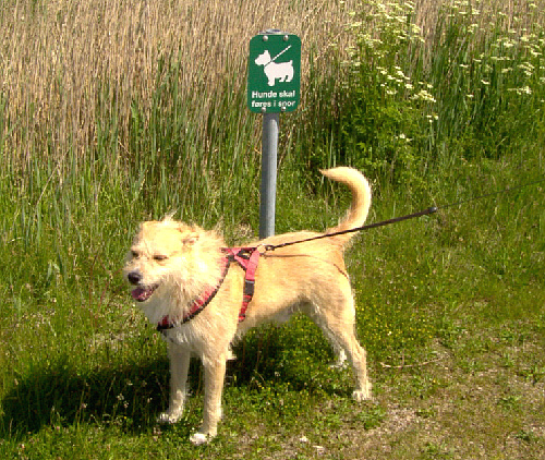 mandoe_hund